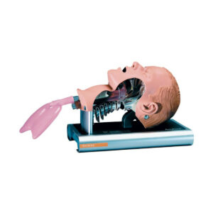 Fantom Głowy do Nauki Intubacji Ambu Airway Management Trainer
